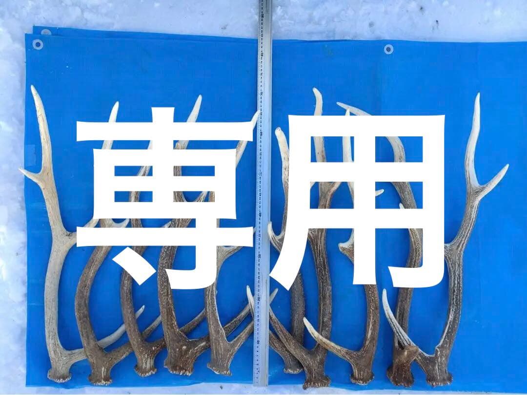 鹿角 10本 60〜70cm エゾシカ 蝦夷鹿 エゾ鹿 落ち角 片角 蝦夷鹿の角