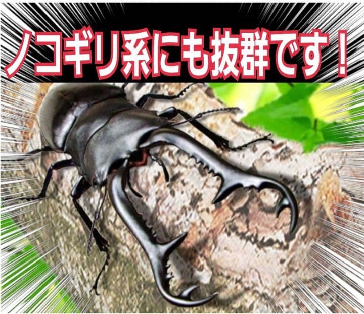 極上！ヒマラヤひらたけ菌糸瓶1500ml【6本】トレハロース、キトサン強化配合！