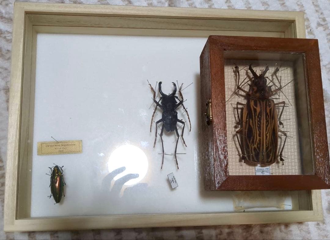昆虫標本 カシックスノコギリカミキリ オオキバウスバカミキリ ヤマトタマムシ