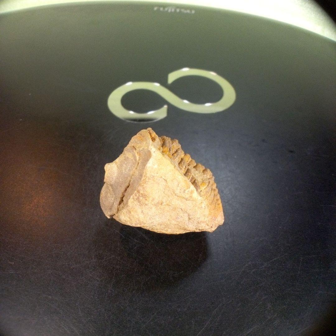 三葉虫　化石　fossil　ボリビア産　trilobite　Bolivia化石⑧