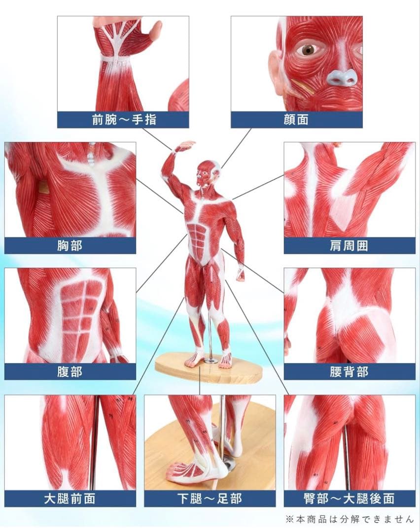 【限定価格】KIYOMARU 54cmのリアルな筋肉人体模型 約1/4サイズ