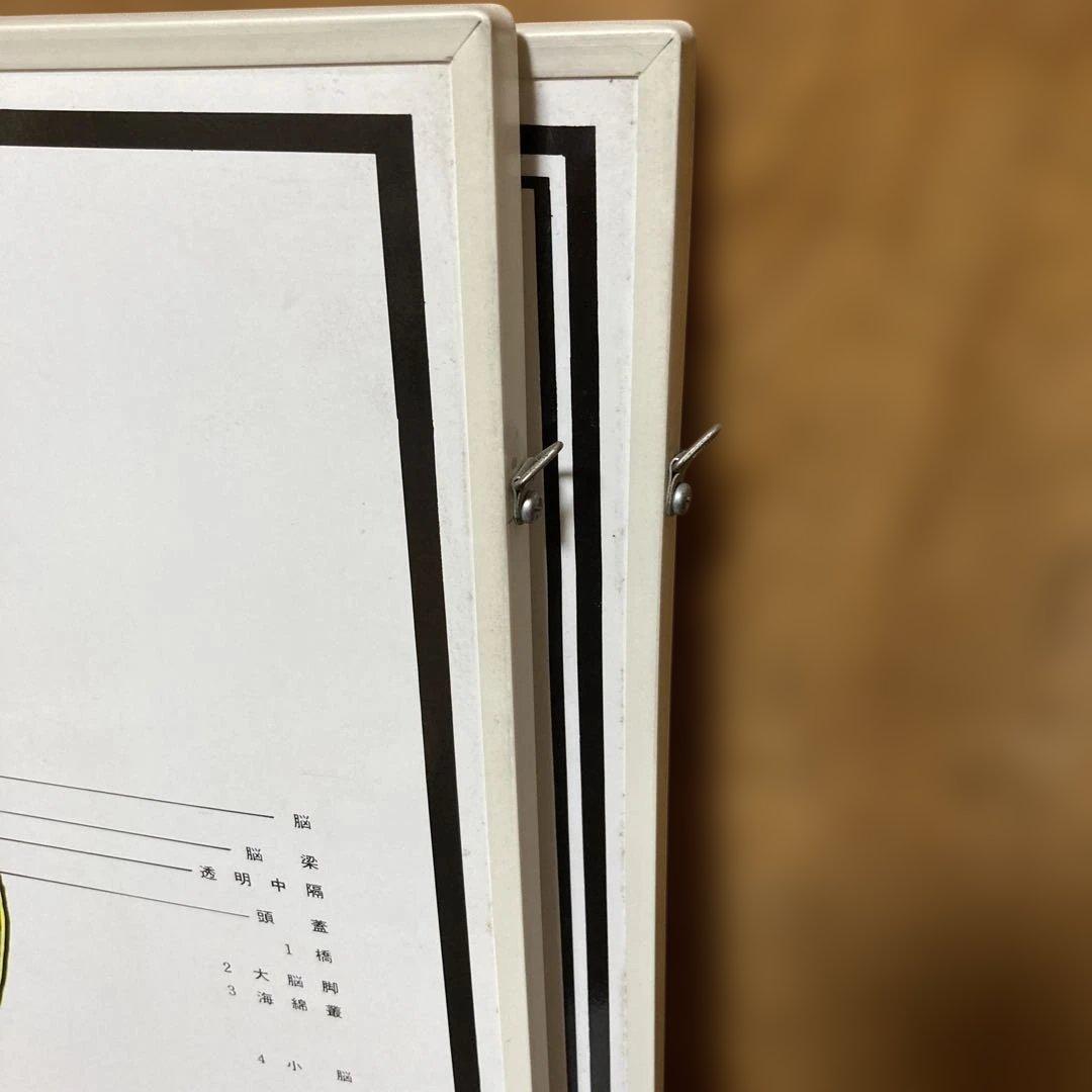 カイロプラクティック　人体神経系統図パネル 自律神経系統図パネル2枚セット