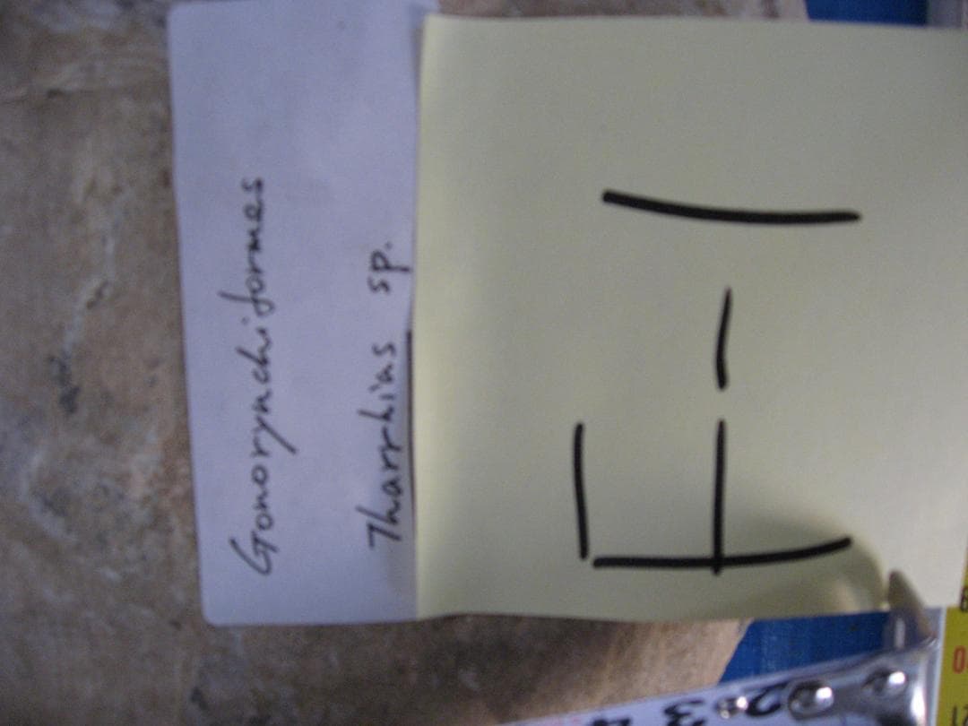 化石　F-1 B-6 B-22 B-23