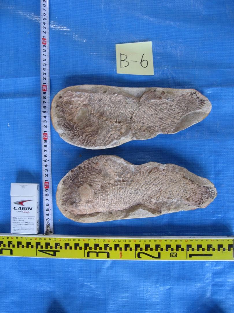 化石　F-1 B-6 B-22 B-23