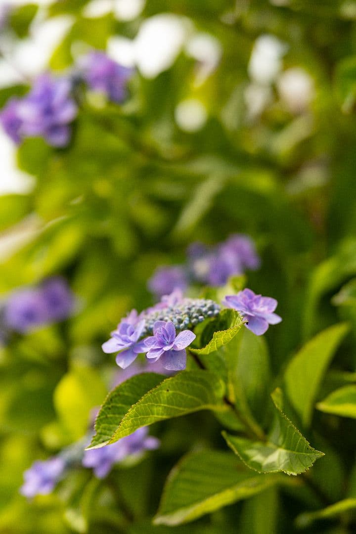 ■極上品■Canon EF 85mm f/1.2L USM レンズ