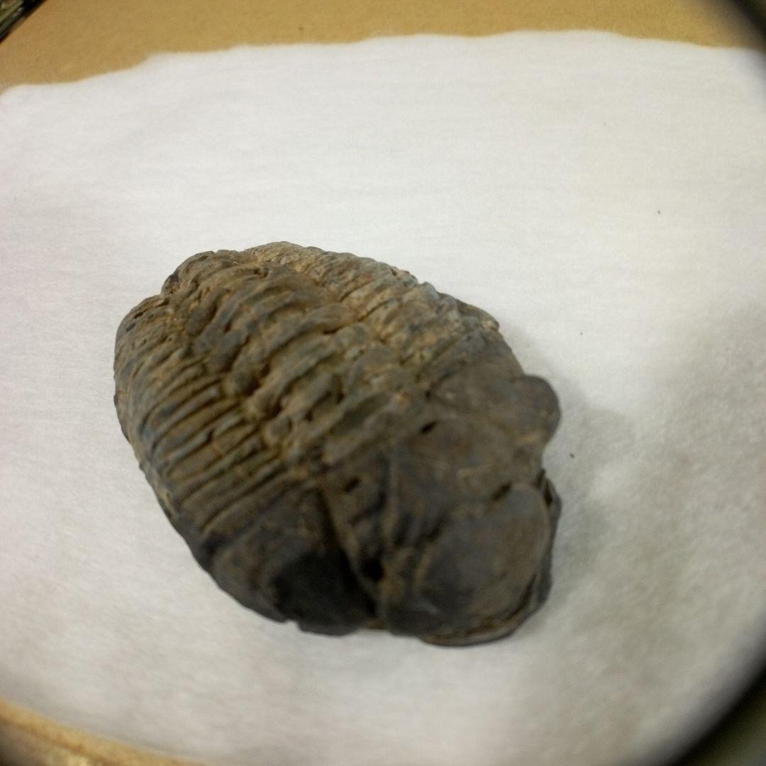 三葉虫　化石　三葉虫化石　究極のレトロ　fossil　ボリビア産　化石管理番号⑧