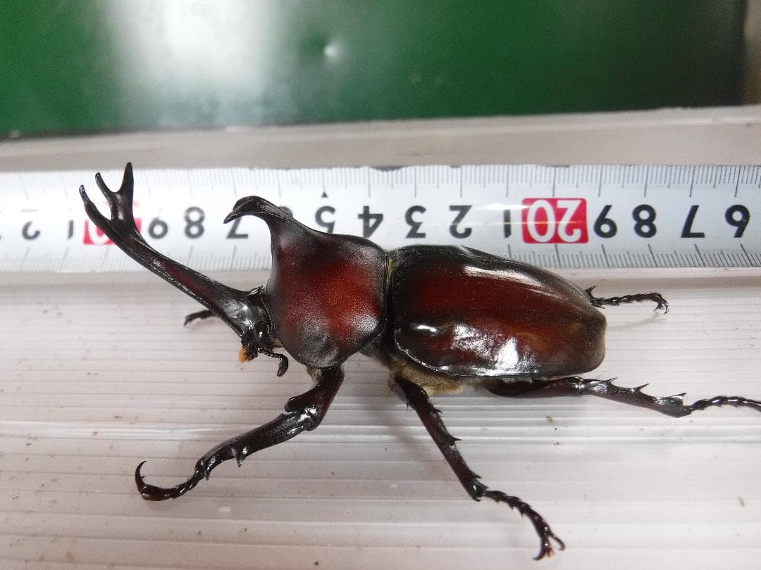 カブトムシマット：発酵熟成竹①：成虫・幼虫飼育用：１，０００ℓ