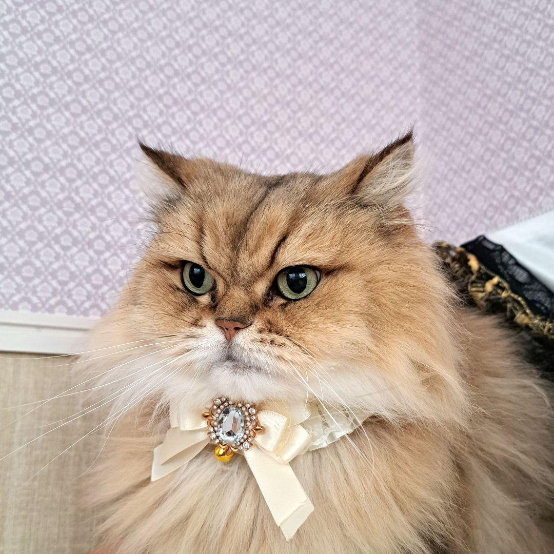 短毛ちゃんにも♥️中世ヨーロッパ風チョーカー(ホワイト⑤)わんちゃん猫ちゃん用