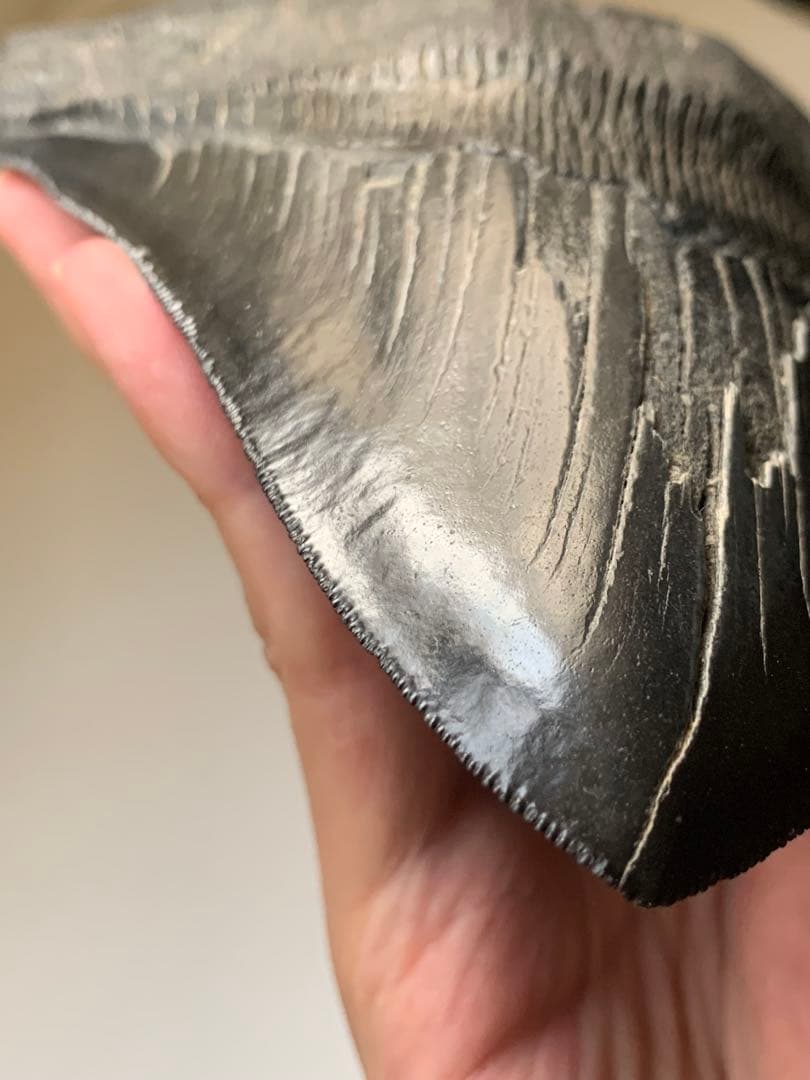 最大級　メガロドン　化石　サメの歯　463g　隕石　恐竜　爪　牙　三葉虫　骨