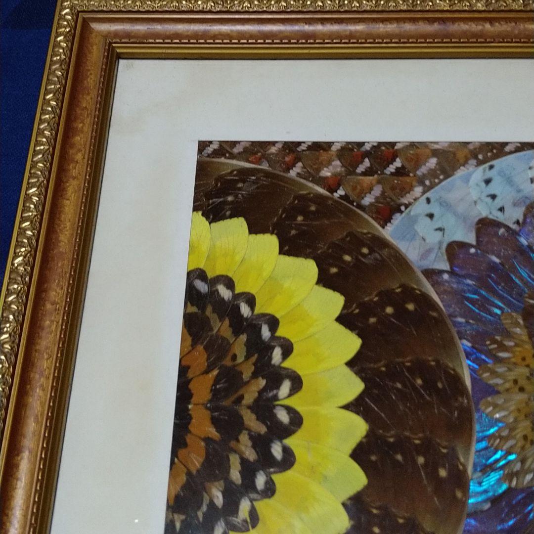 モルフォ蝶の羽アート絵