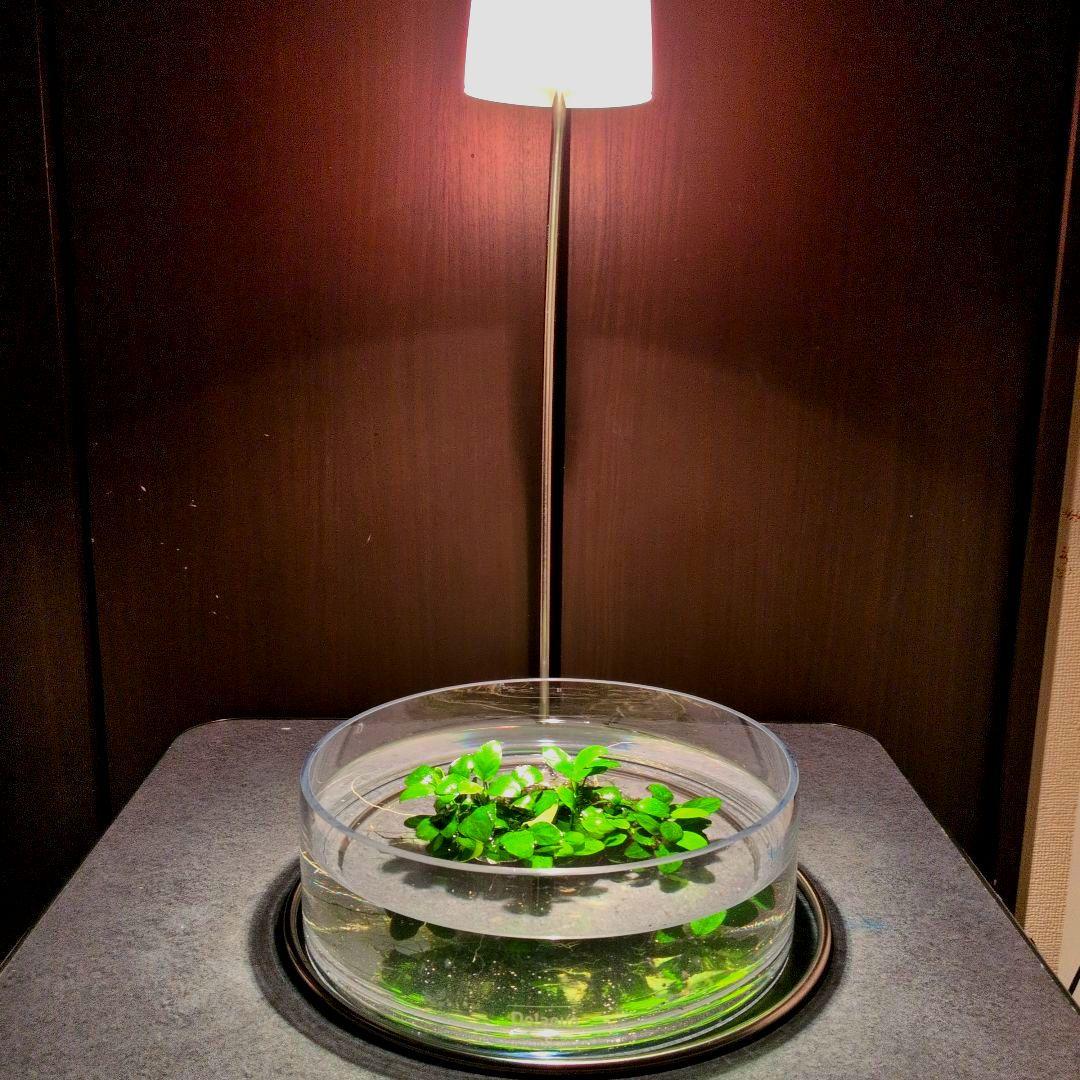 ＡＤＡ Do!aqua ブランチ