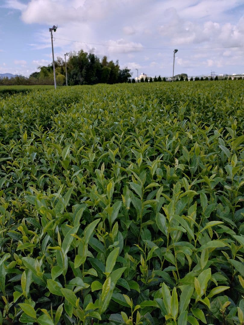 連休値下げ！高級抹茶 五十鈴 青嵐 2缶セット