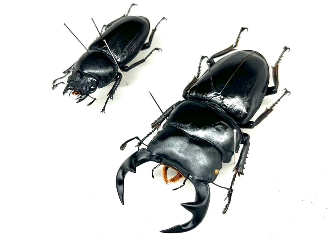 グランディスオオクワガタ　84mm ペア　標本