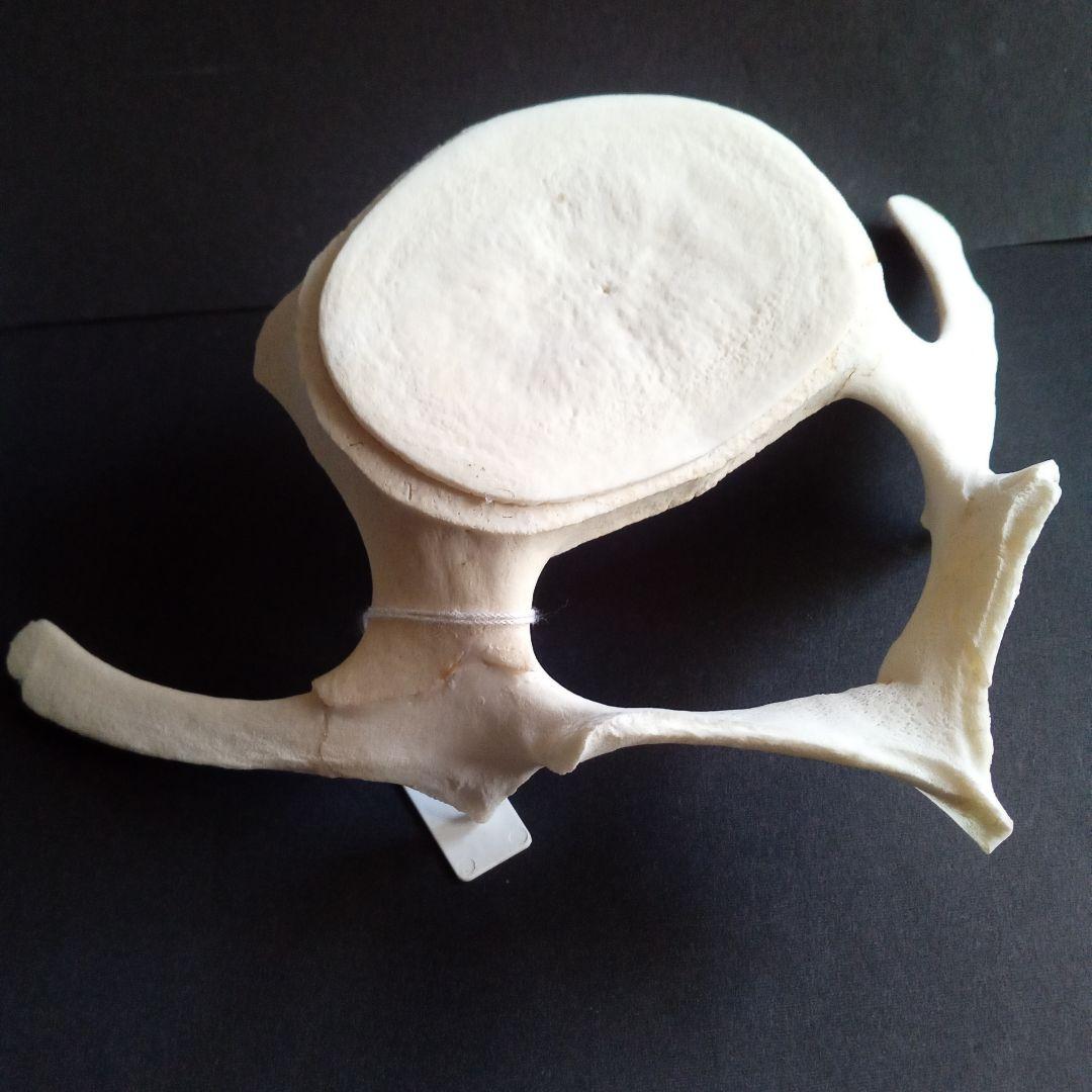 骨格標本　ヒゲクジラ　ミンククジラ　椎骨　特大