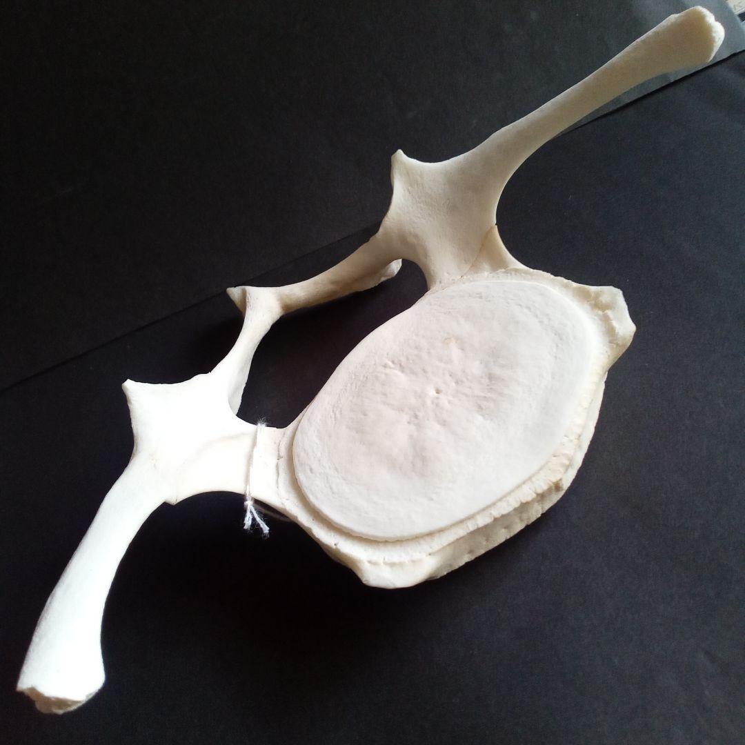 骨格標本　ヒゲクジラ　ミンククジラ　椎骨　特大