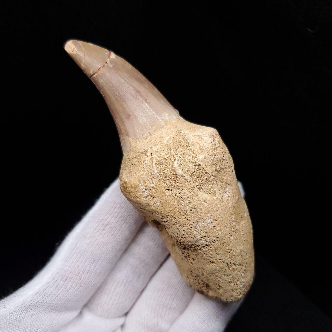 歯根付き モササウルス 化石 歯 本物 モロッコ産 93.99mm mos133