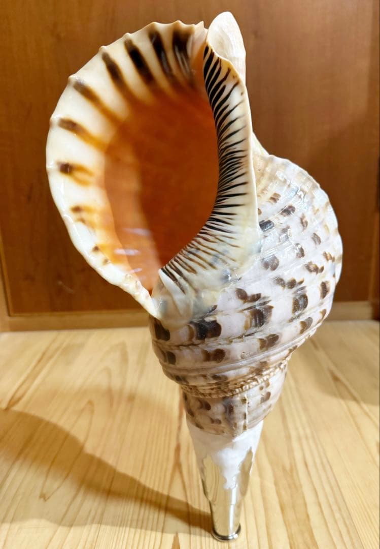 大型39.5㎝修験道法螺貝　山伏　密教　魔除け　熊よけ❣️ホラガイ　ほら貝