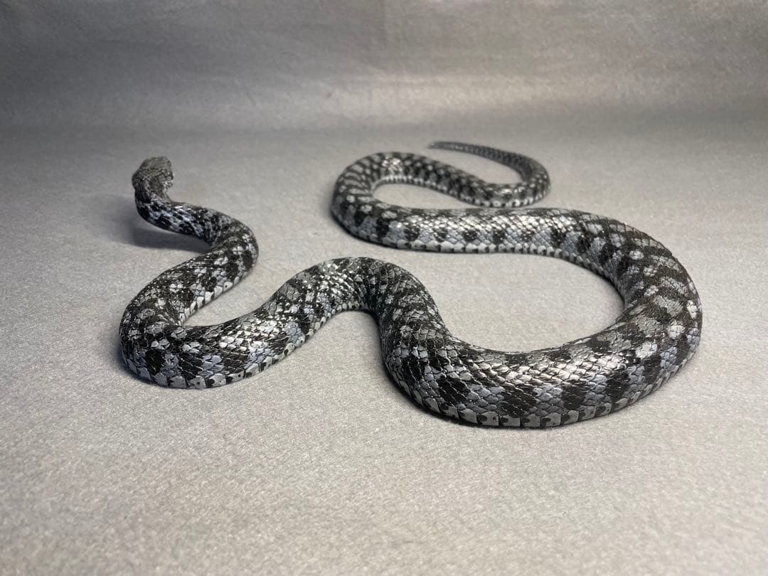 ヤマカガシ青色型(レプリカ)