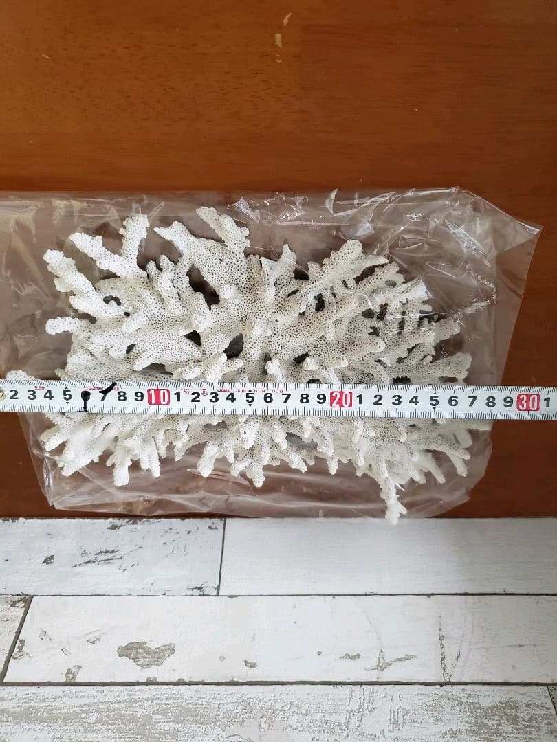 飾りサンゴ テーブルサンゴ 枝サンゴ