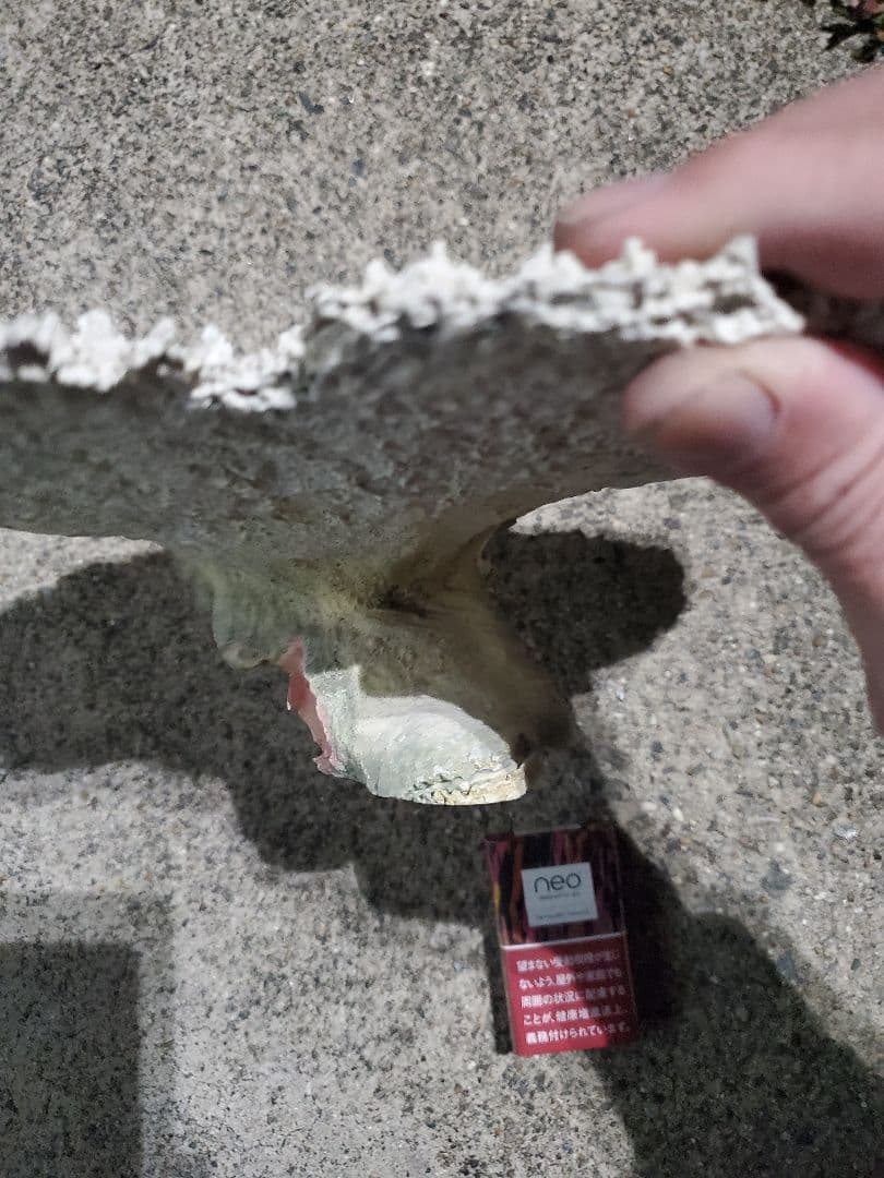 飾りサンゴ テーブルサンゴ 枝サンゴ