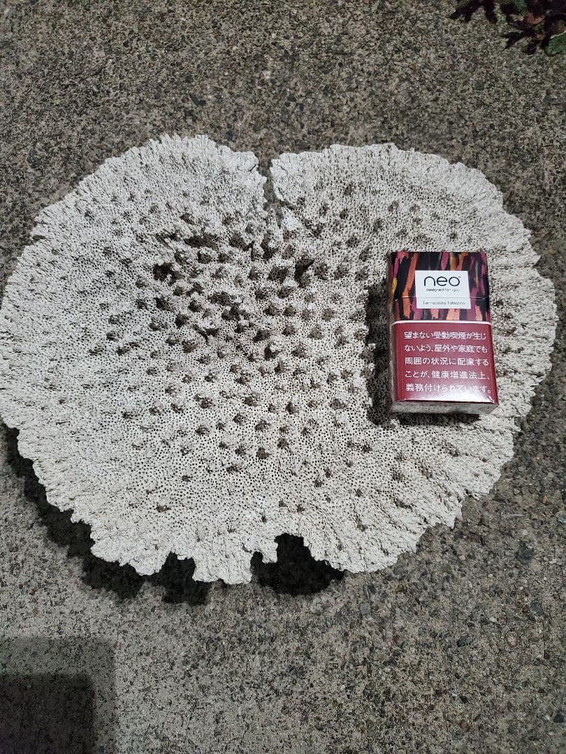 飾りサンゴ テーブルサンゴ 枝サンゴ