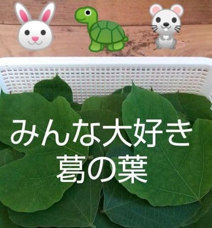 乾燥葉 乾燥野菜 ◎セミオーダーページ◎ ウサギ ハムスター リクガメ 他