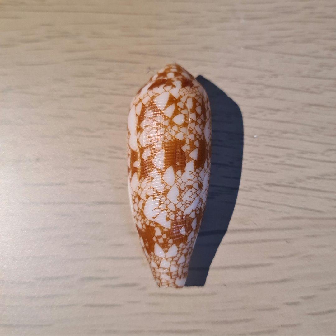 イモガイ貝殻 Darioconus Auricomus