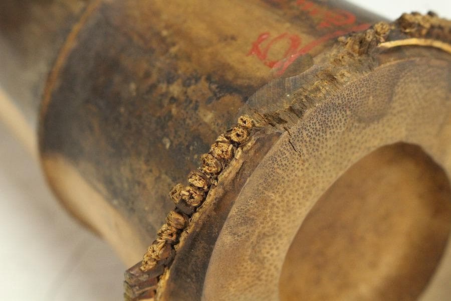 茶道具 竹花生 書付 時代物(K-XA872)