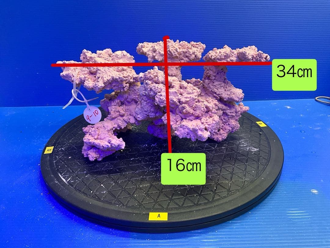 人工ライブロック　No.9-10 無害化処理済
