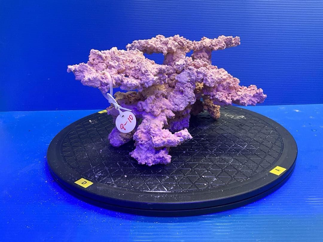 人工ライブロック　No.9-10 無害化処理済