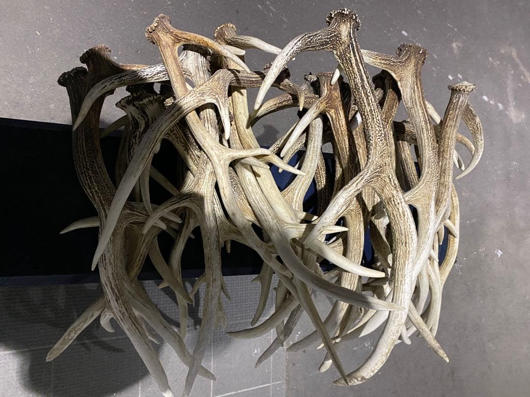 蝦夷鹿の角　58本分　ハネ品7本分無料