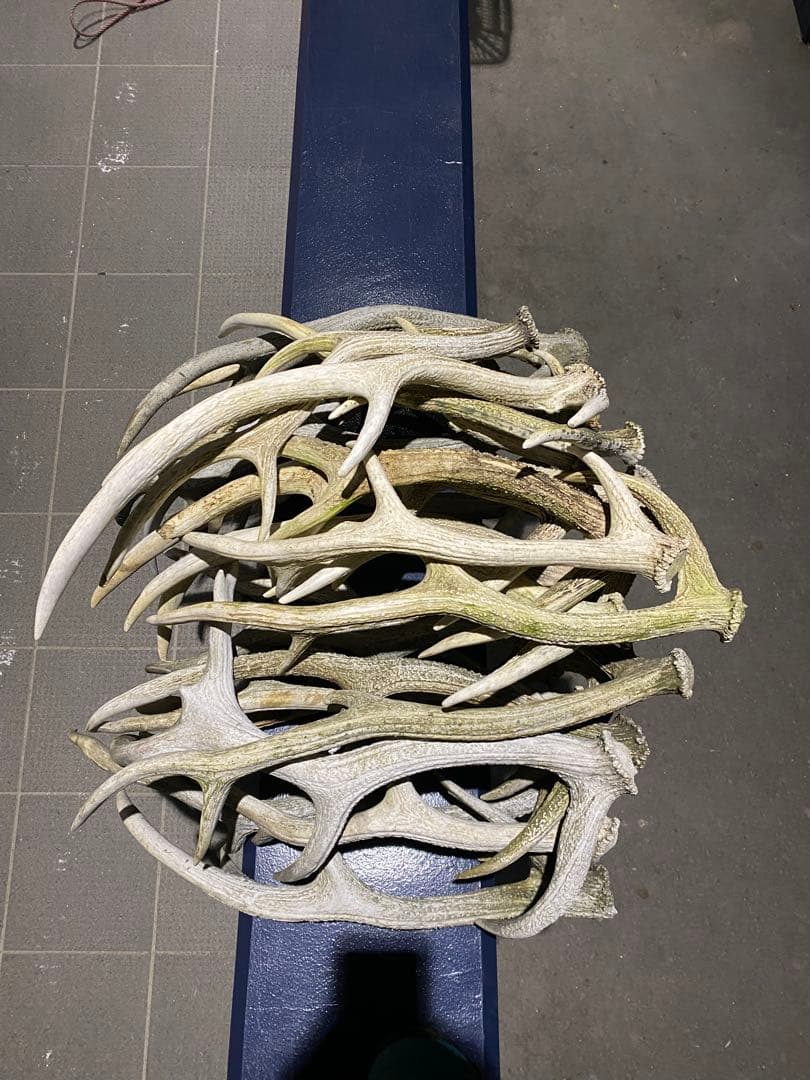 蝦夷鹿の角　58本分　ハネ品7本分無料