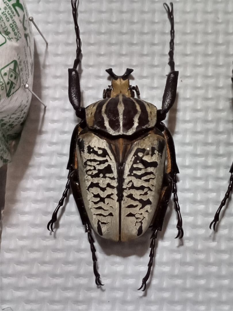 お得！カナブン、ハナムグリ4匹セット。外国産。