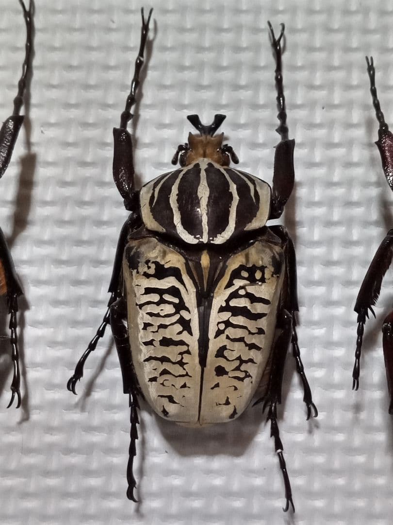 お得！カナブン、ハナムグリ4匹セット。外国産。