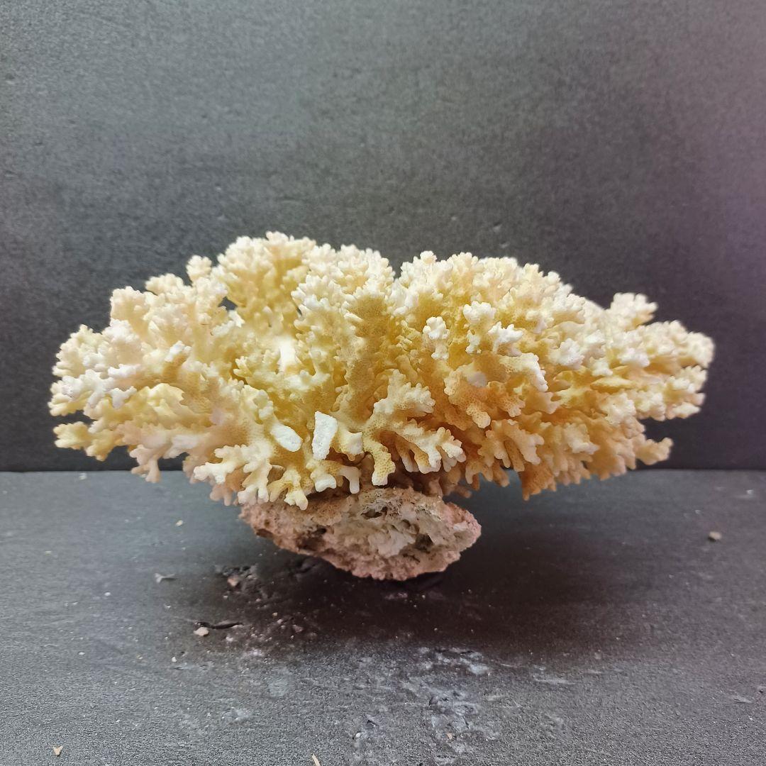 MURANO Salviati ムラノ サルヴィアッティ 4色 ボール 大皿