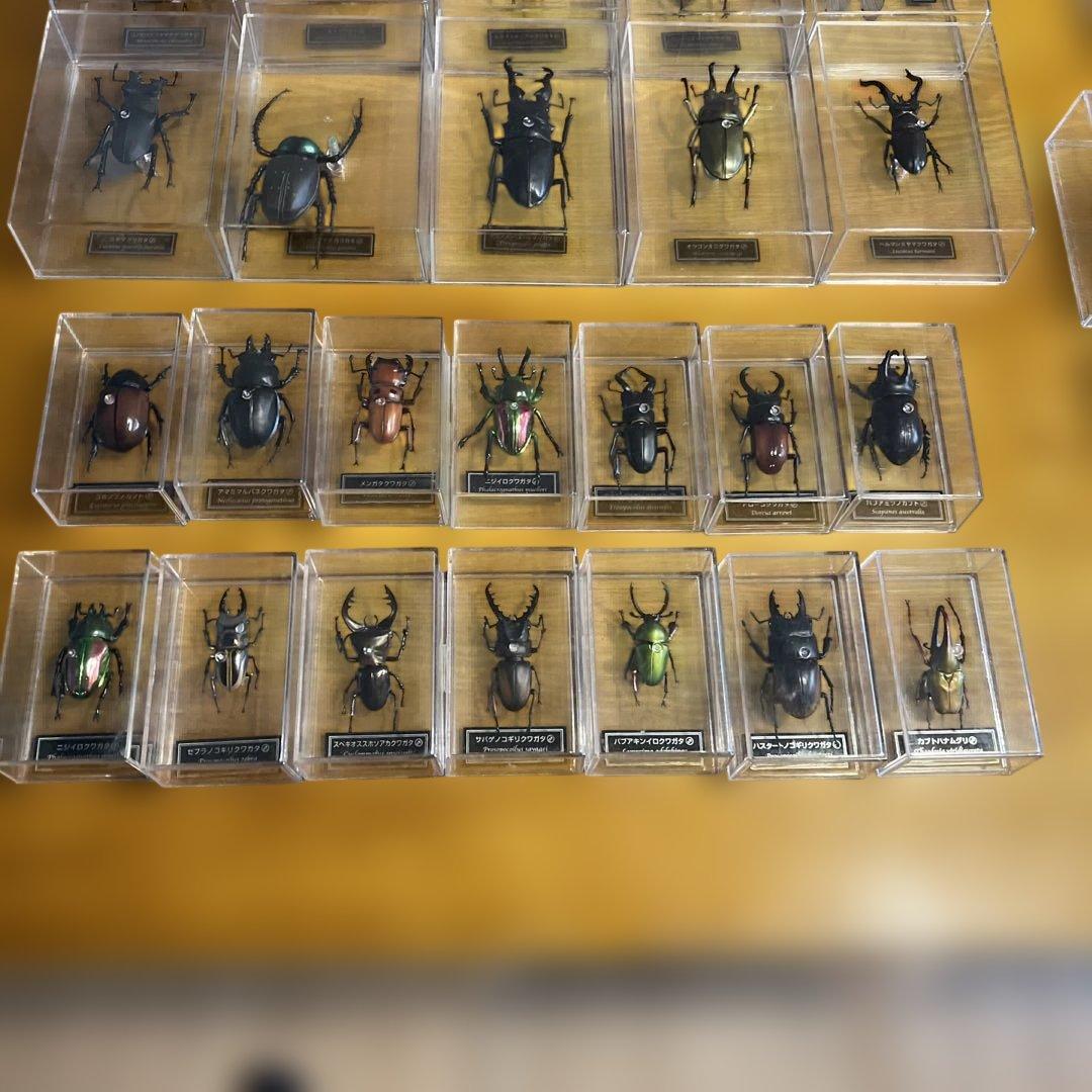 ディアゴスティーニ　世界の昆虫　全64種　コンプリート　クワガタ　カブトムシ