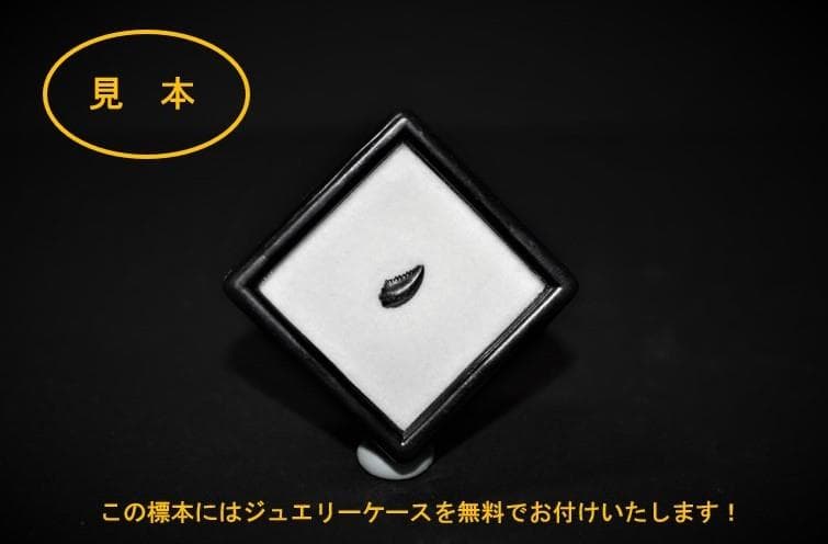化石 恐竜 北米産 レア！トロオドンの美麗歯 実物 値段交渉可能