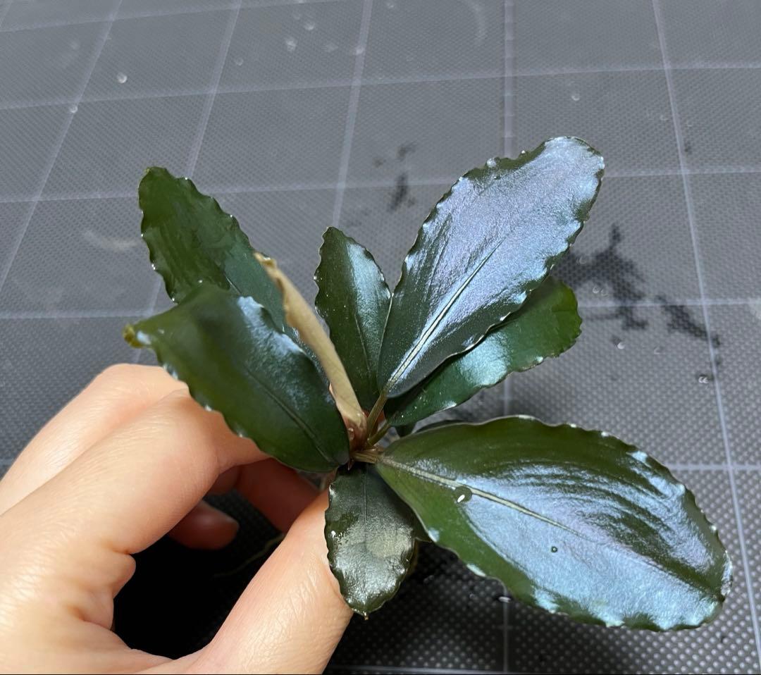 タグ付きBucephalandra sp. \