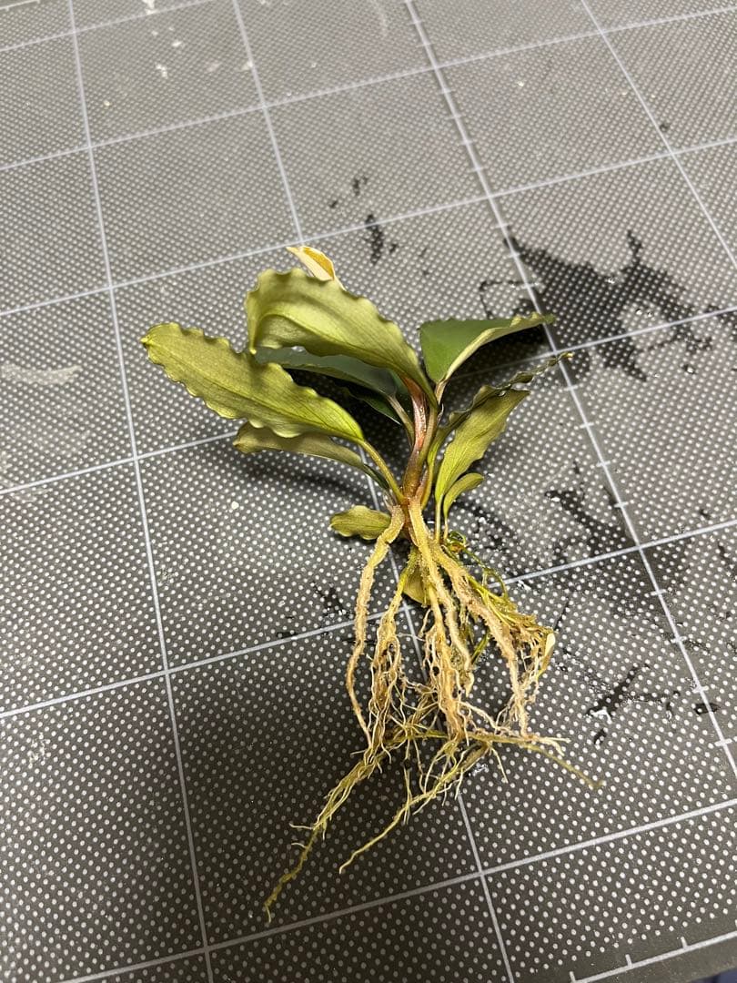 タグ付きBucephalandra sp. \"AW No1\"