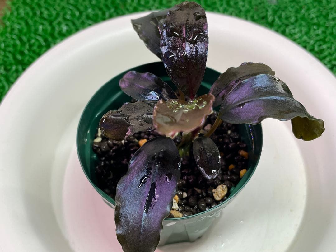 専用Bucephalandra sp.”Theia blue” 2019/01