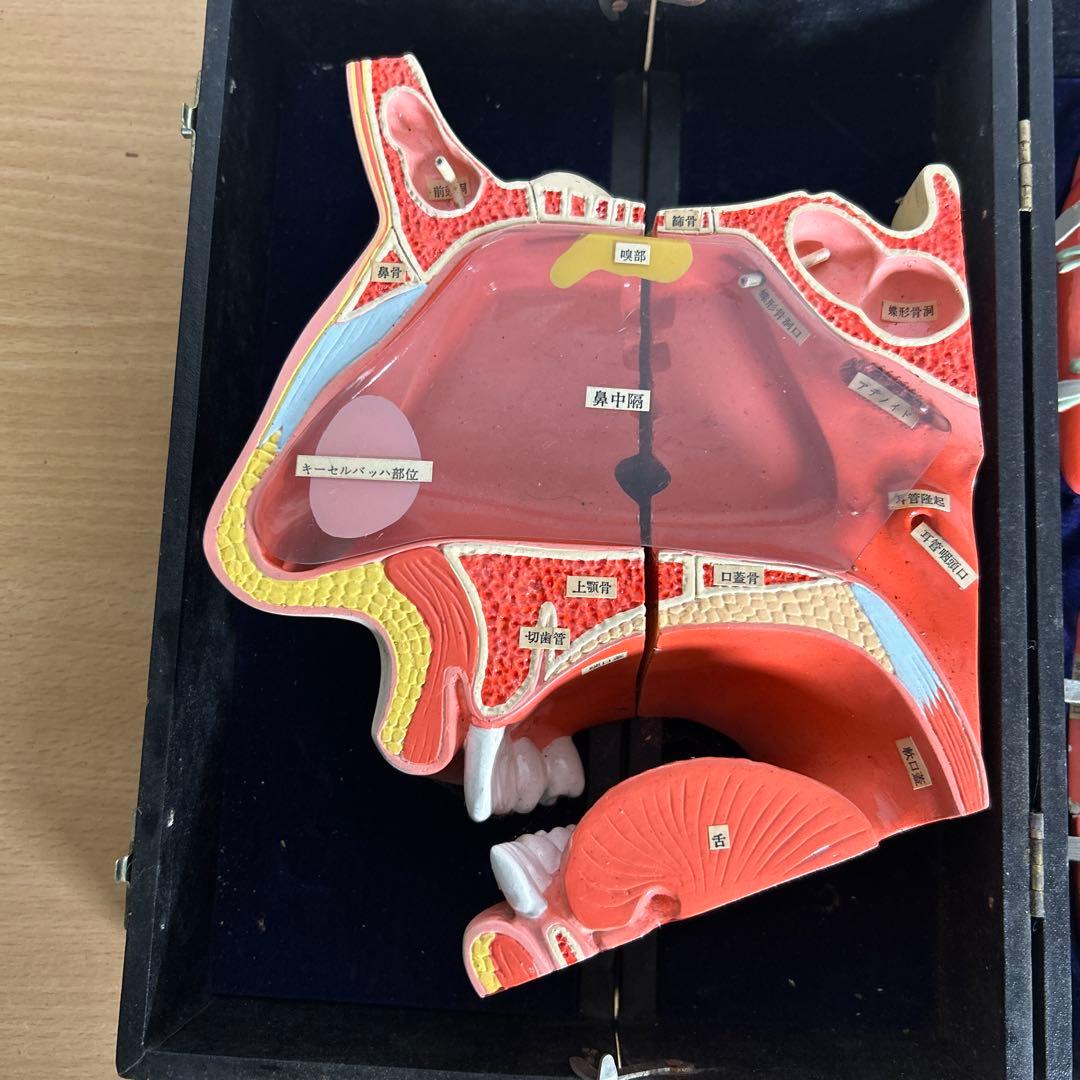 超レア　鼻腔系模型