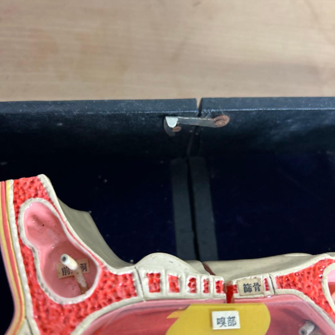 超レア　鼻腔系模型