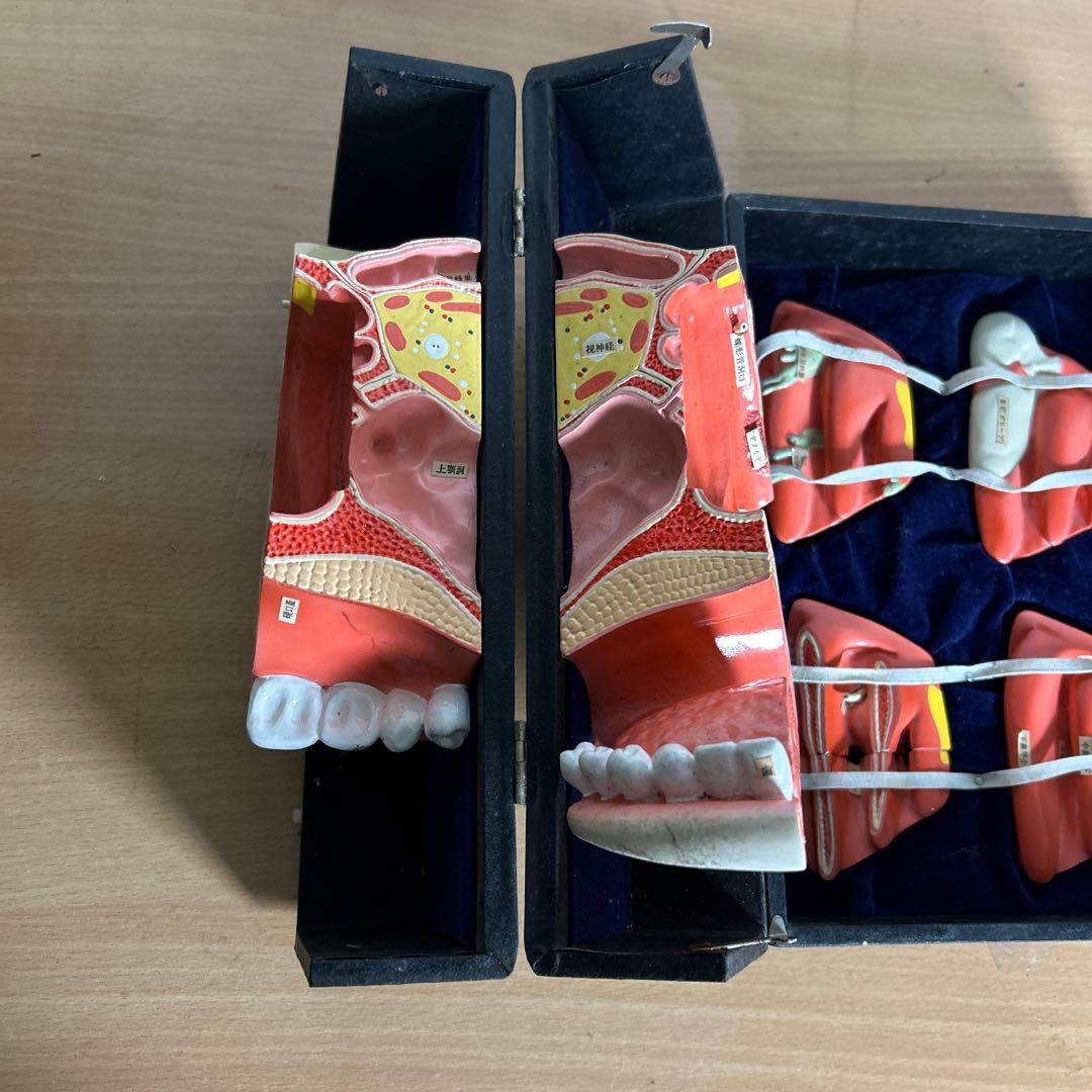 超レア　鼻腔系模型