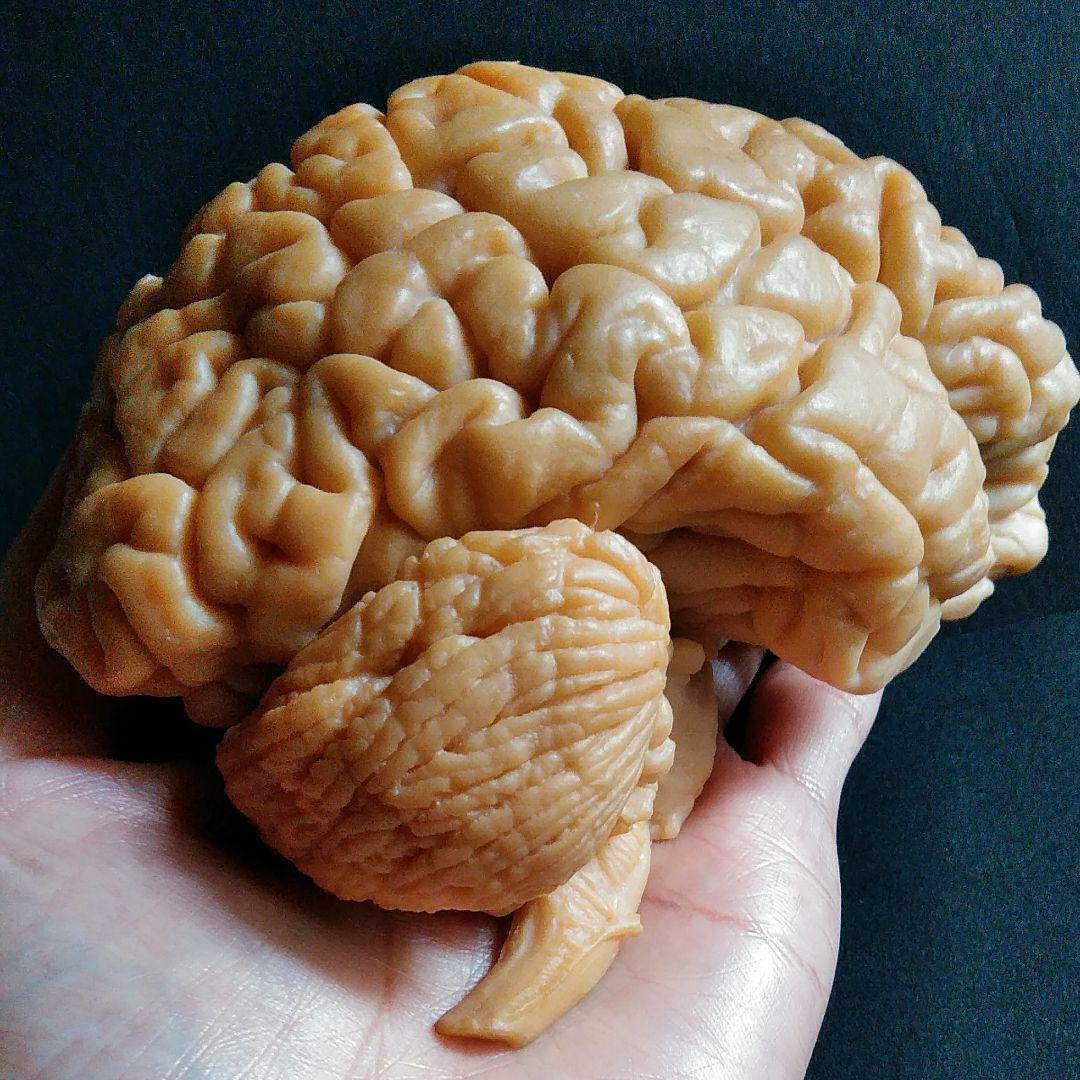 脳　Brain　精密モデル　模型　約14cm　右脳