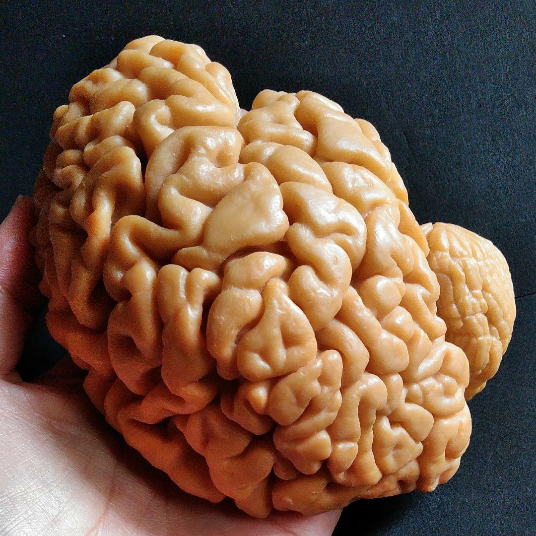 脳　Brain　精密モデル　模型　約14cm　右脳