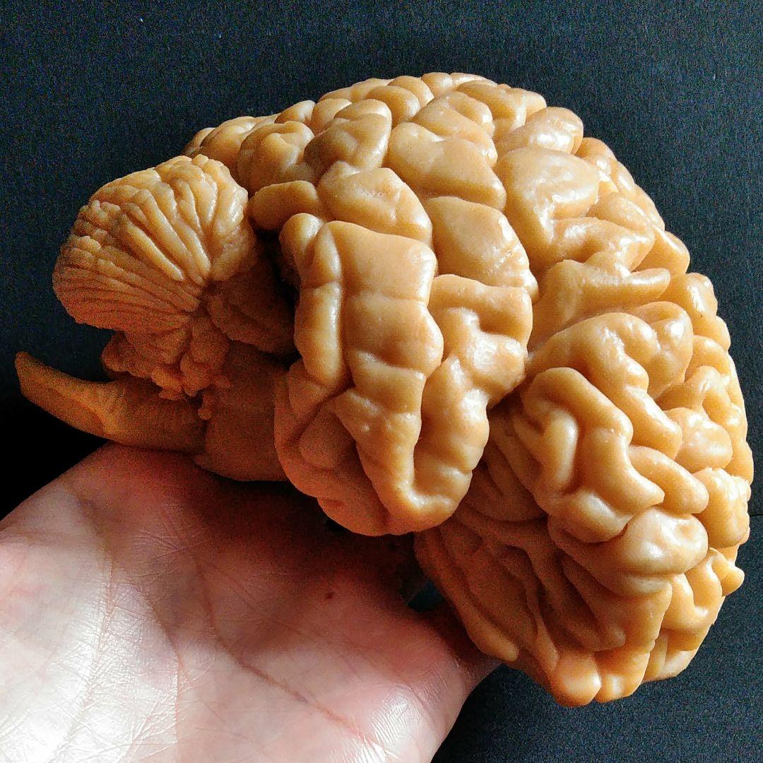 脳　Brain　精密モデル　模型　約14cm　右脳