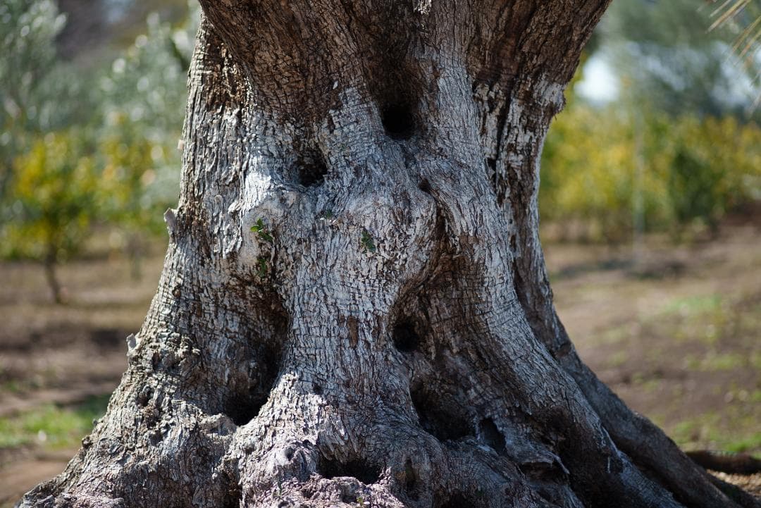 貴重な絶版マクロ！Zeiss Makro-Planar 100mm f2 ZF