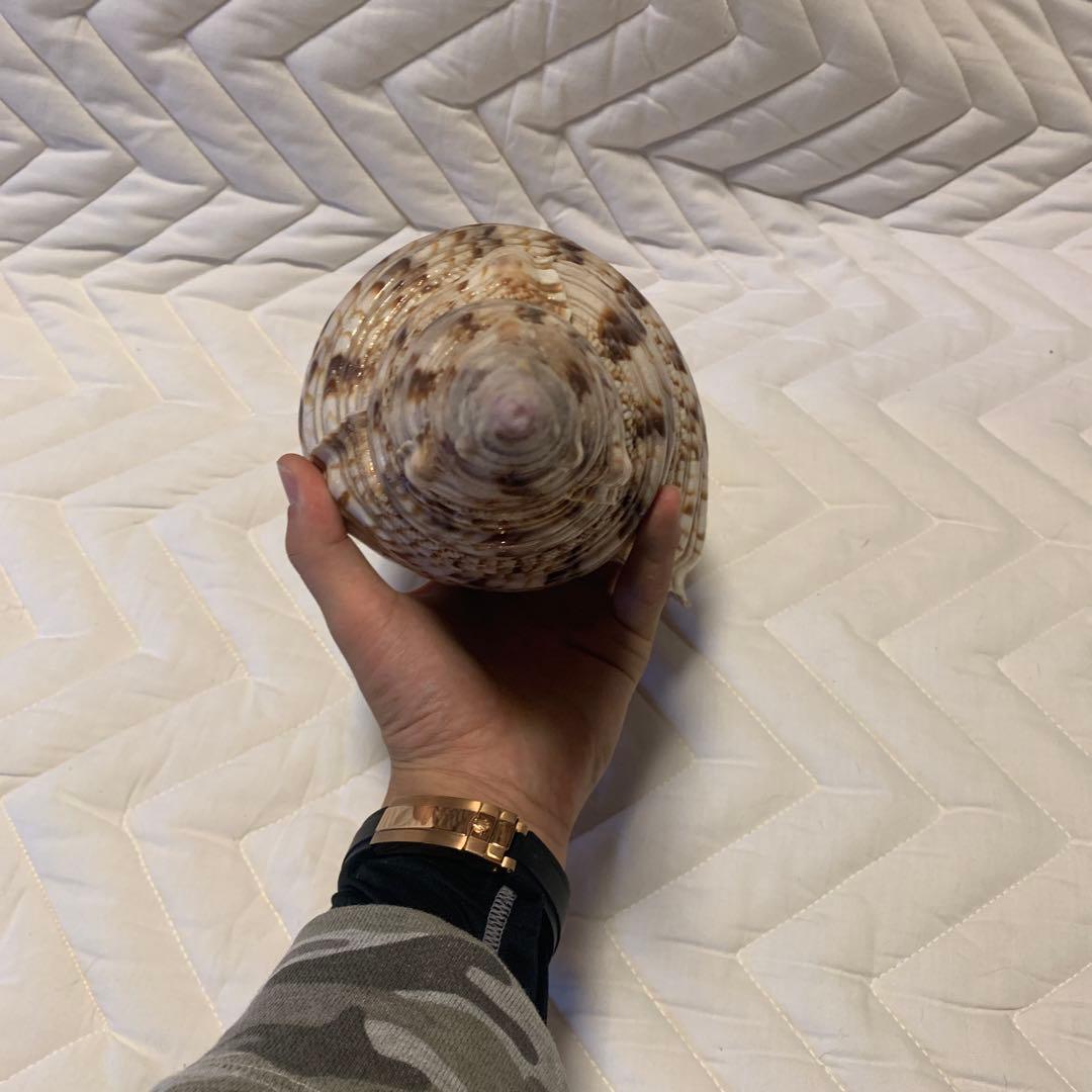 未加工ほらがい