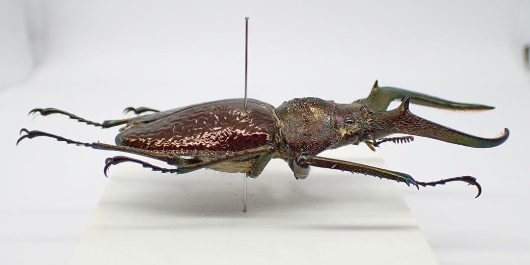 標本　ギガンテウスシワバネクワガタ　73㎜