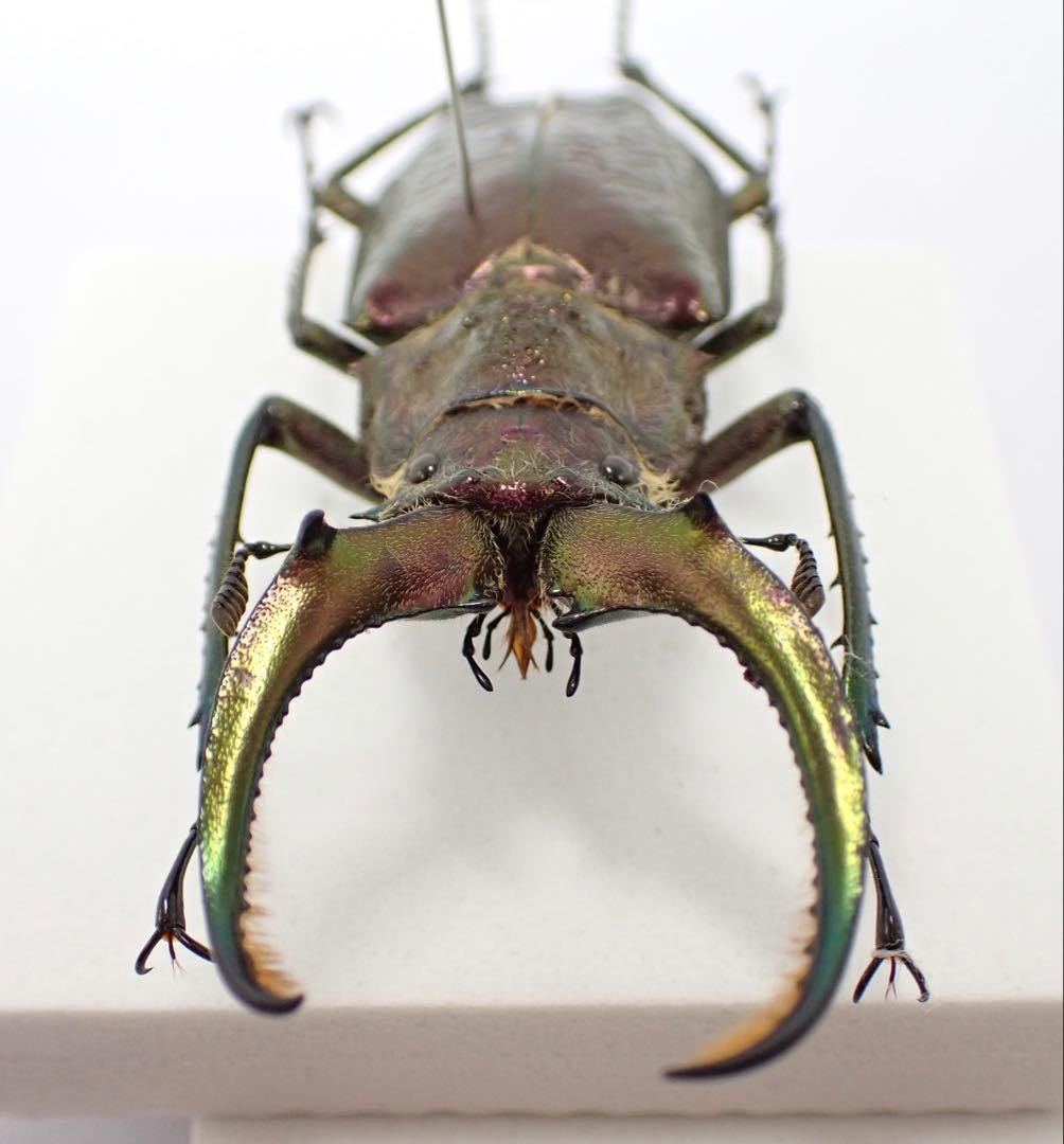 標本　ギガンテウスシワバネクワガタ　73㎜